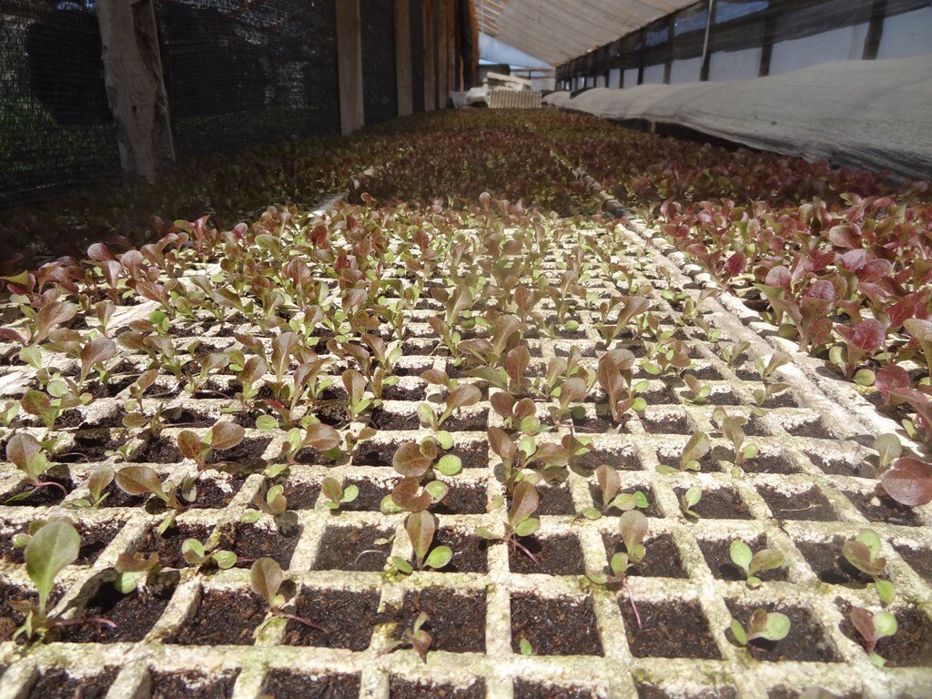 El Jardín de las Delicias, almácigos del huerto orgánico en la terraza